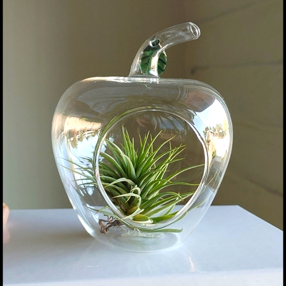 Accents Apple Shaped Glass Terrarium Wair Plant Poshmark